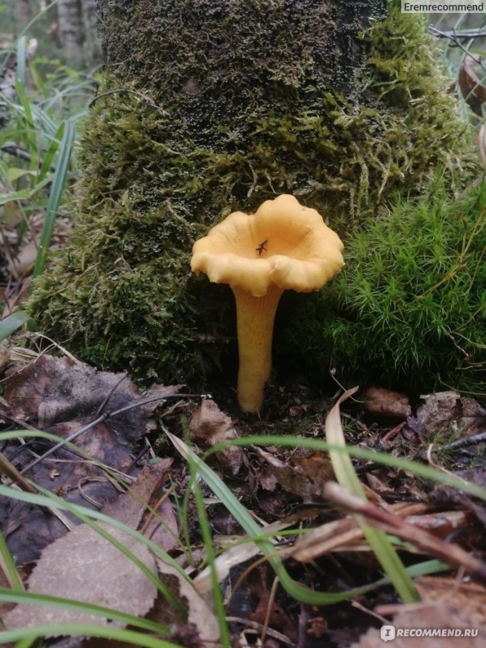 Лисичка гриб ложная