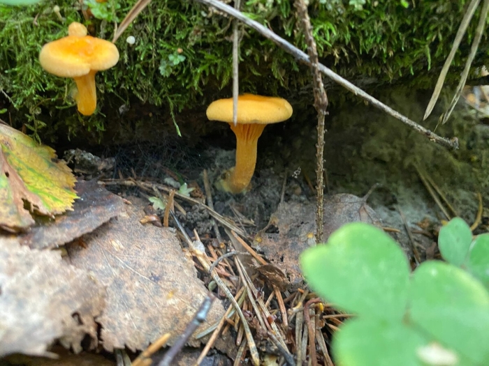 Говорушка гриб ложная лисичка