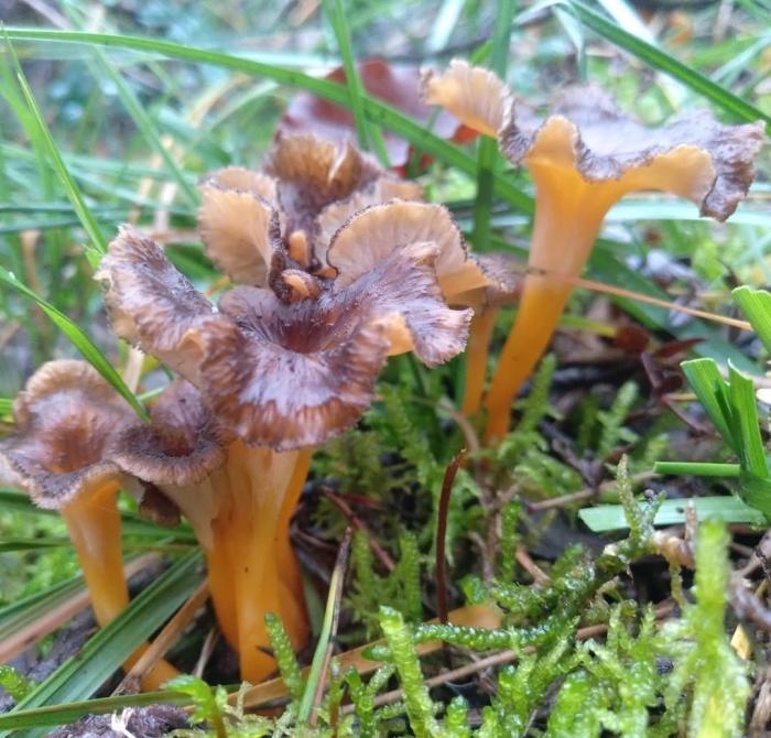 Лисичка воронковидная трубчатая