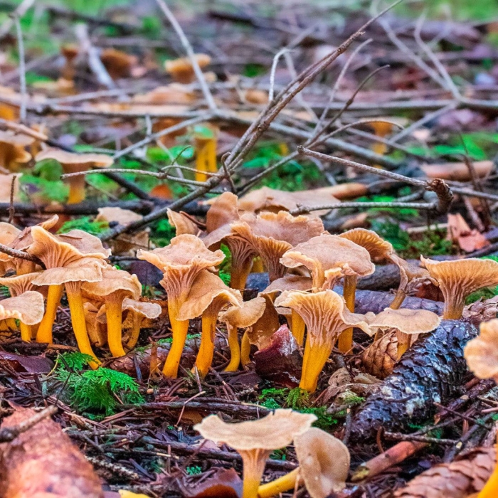 Лисичка трубчатая