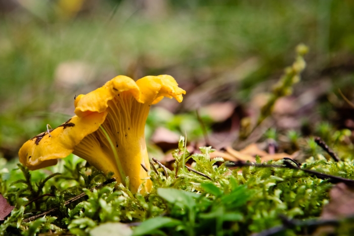 Cantharellus cibarius