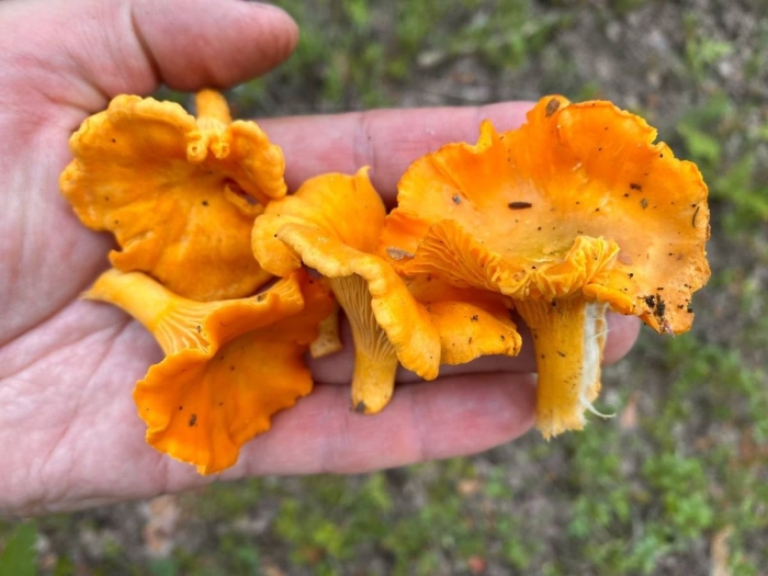 Лисичка бархатистая