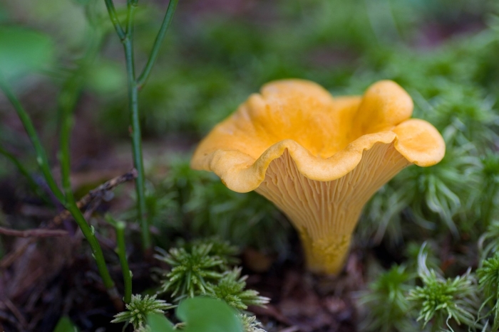 Cantharellus cibarius