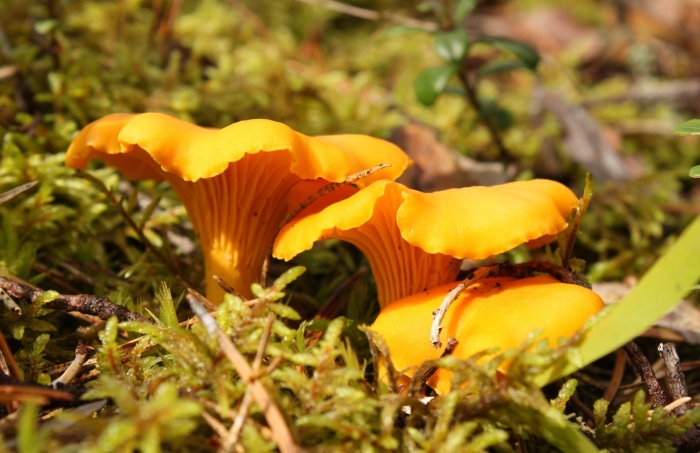 Королевская лисичка гриб