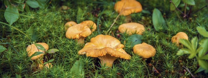 Гриб лисичка