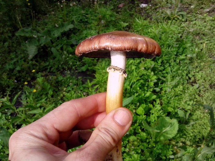 Строфария морщинисто кольцевая