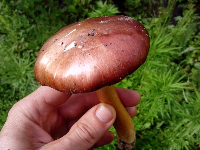 Строфария морщинисто кольцевая