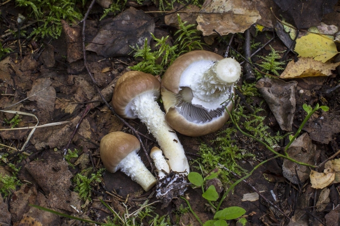 Строфария горнеманна