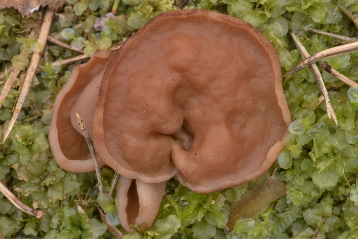 Auricularia auricula