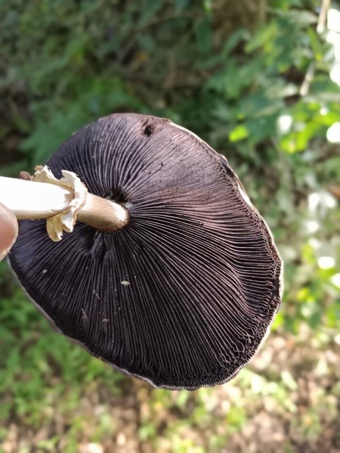 Stropharia rugosoannulata