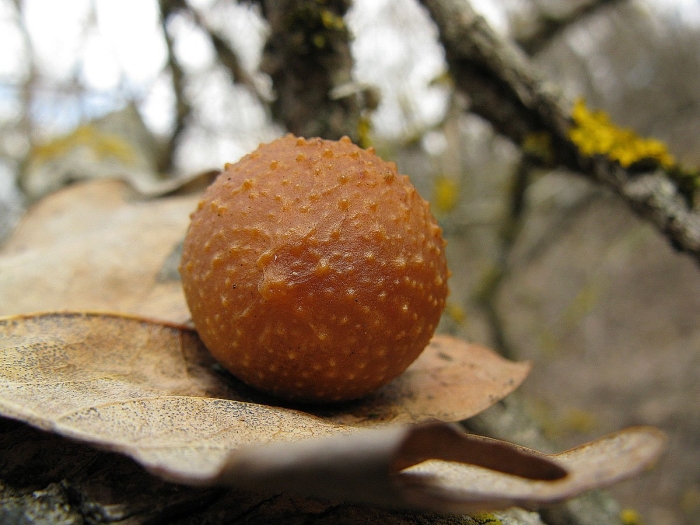 Ореховый гриб