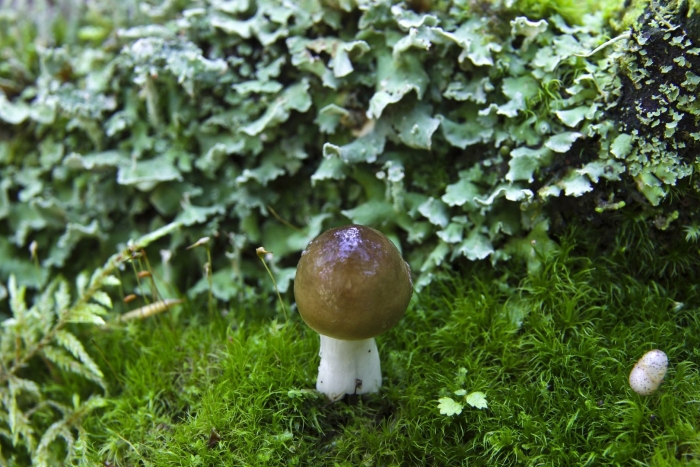 Паутинник слизевой гриб