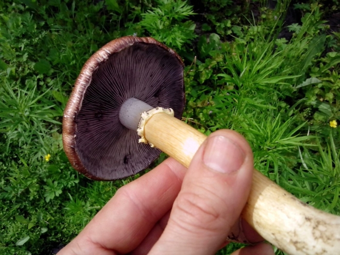 Гриб шампиньон двукольцевой