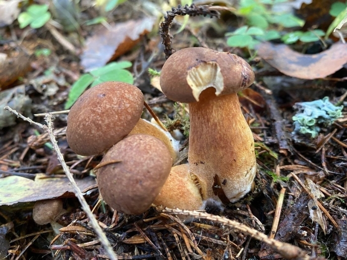 Гриб копытник