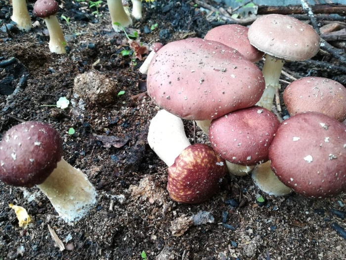 Строфария кольцевик