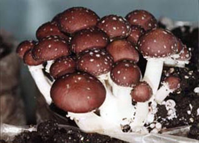 Stropharia rugosoannulata гриб