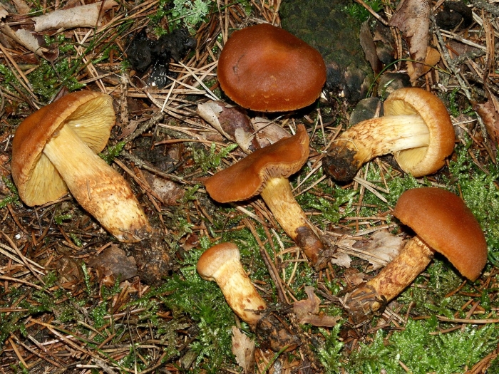 Cortinarius callisteus