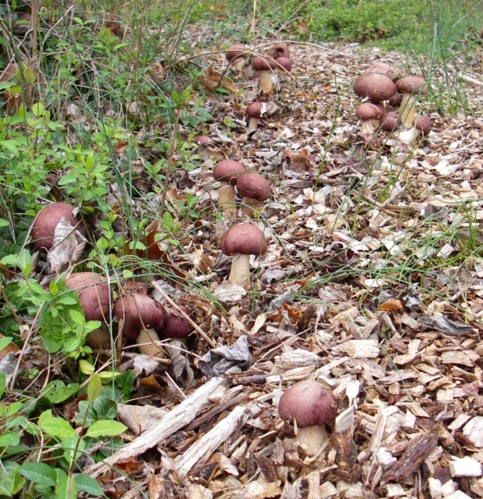 Грибы на участке