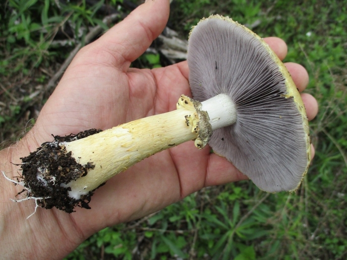 Строфария гриб