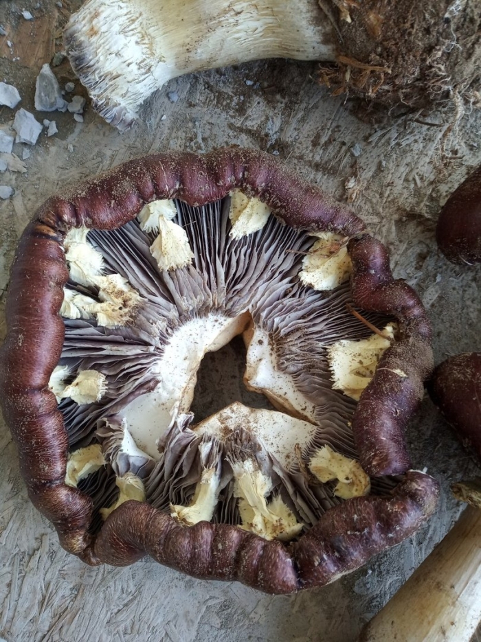 Кольцевик строфария кольцевая