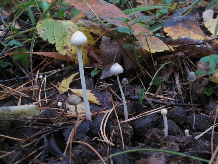 Строфария полушаровидная