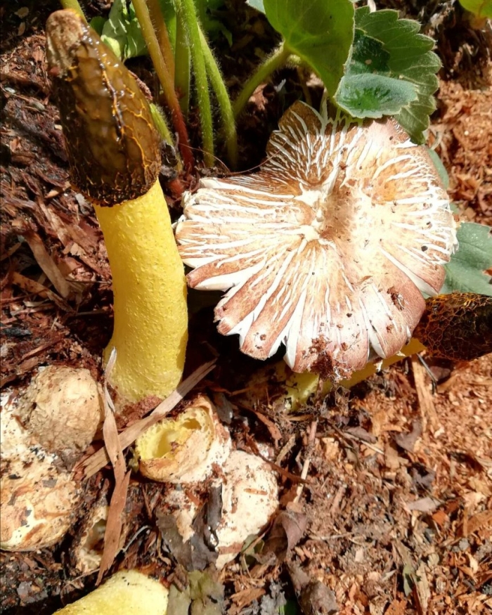 Веселка хрящеватая