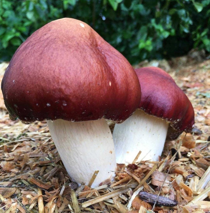 Stropharia rugosoannulata гриб