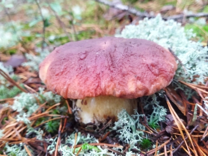 Гриб боровик