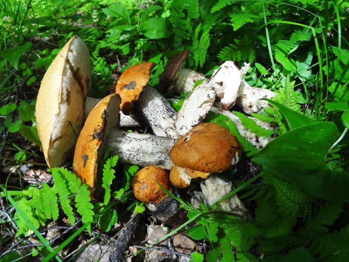 Гриб подосиновик