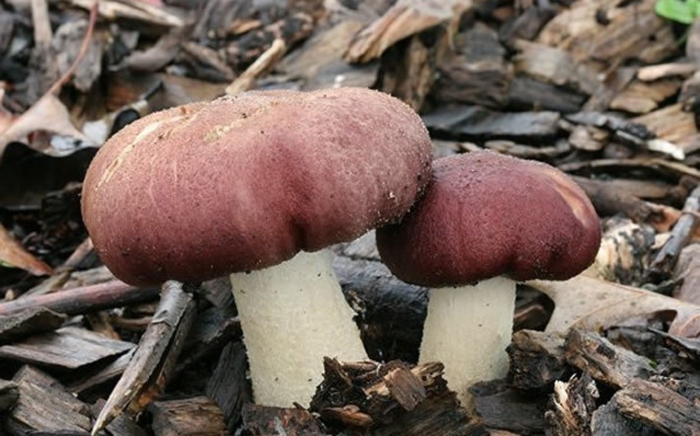 Съедобные гриб