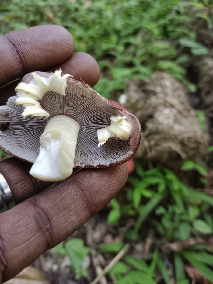 Шампиньон луговой agaricus campestris