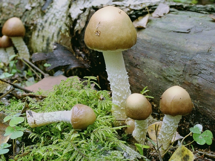 Поплавок жёлто коричневый amanita fulva