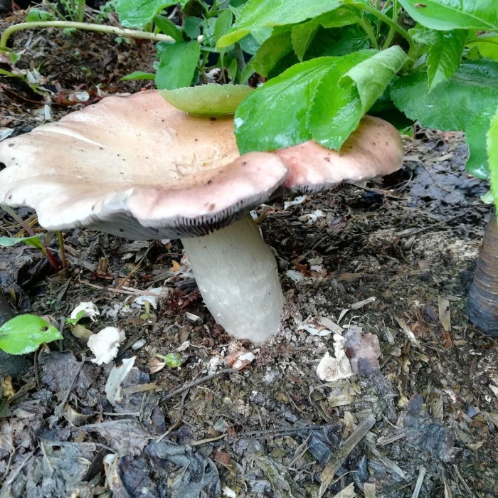 Russula vesca – сыроежка пищевая