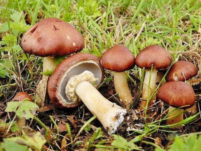 Гриб suillus luteus