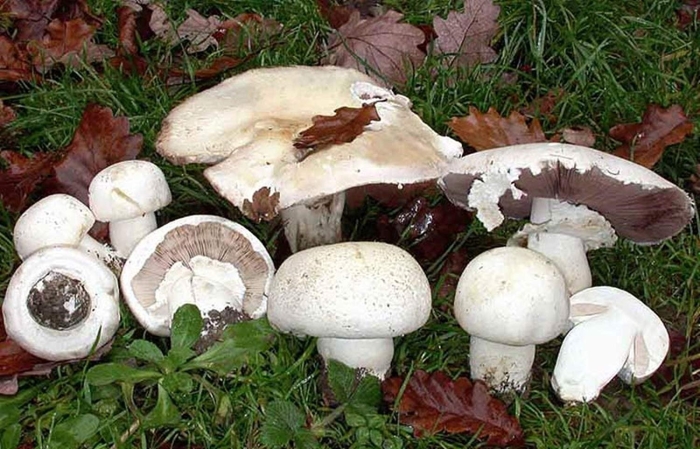 Шампиньон обыкновенный agaricus campestris