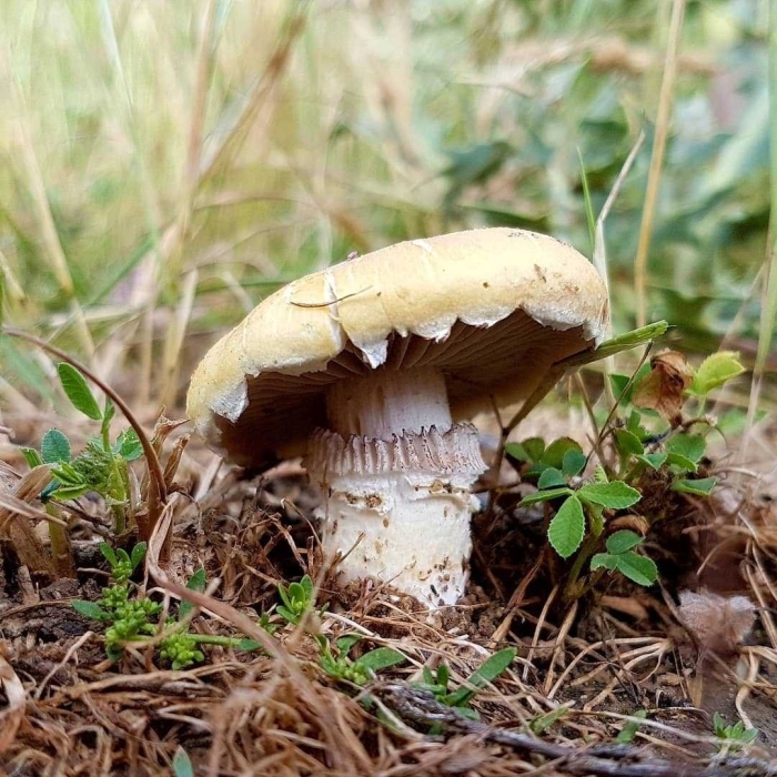 Строфария корончатая