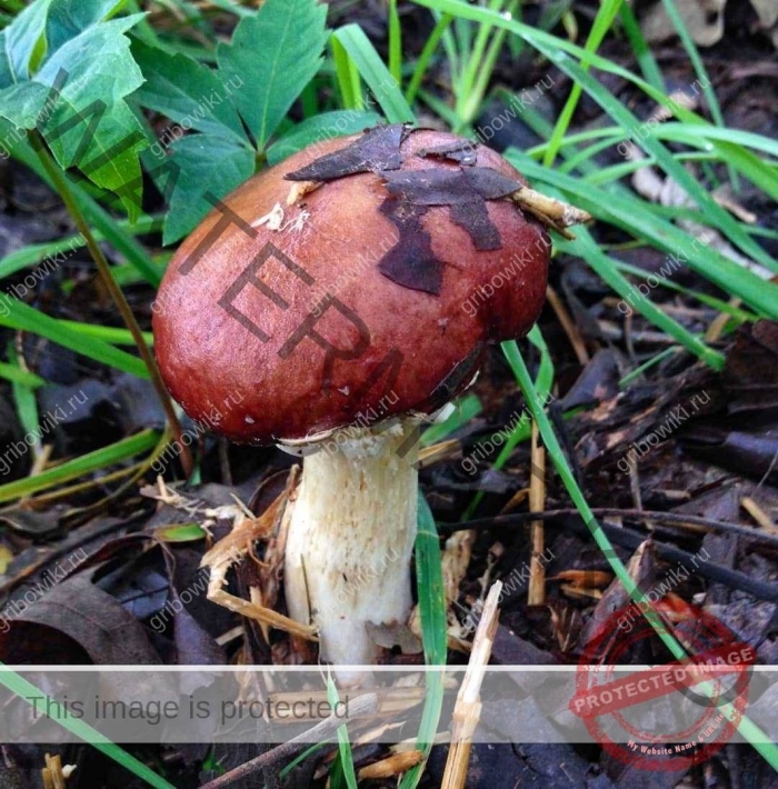 Паутинник багряный