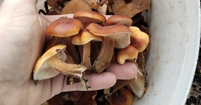 Фламмулина бархатистоножковая