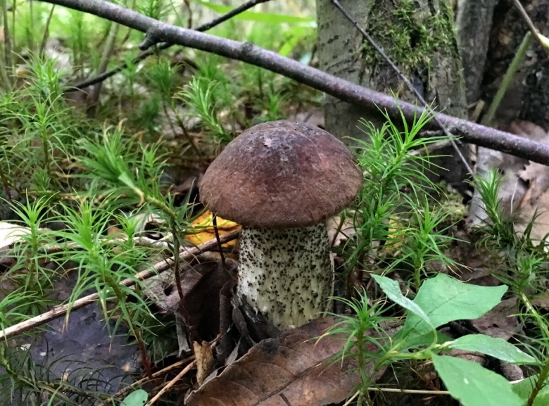 Подосиновик черноголовик