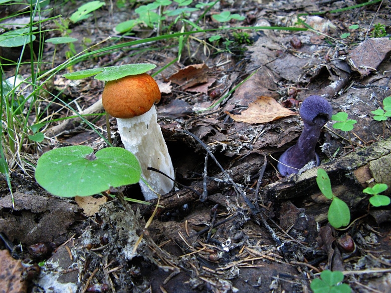 Подберезовик белоножковый