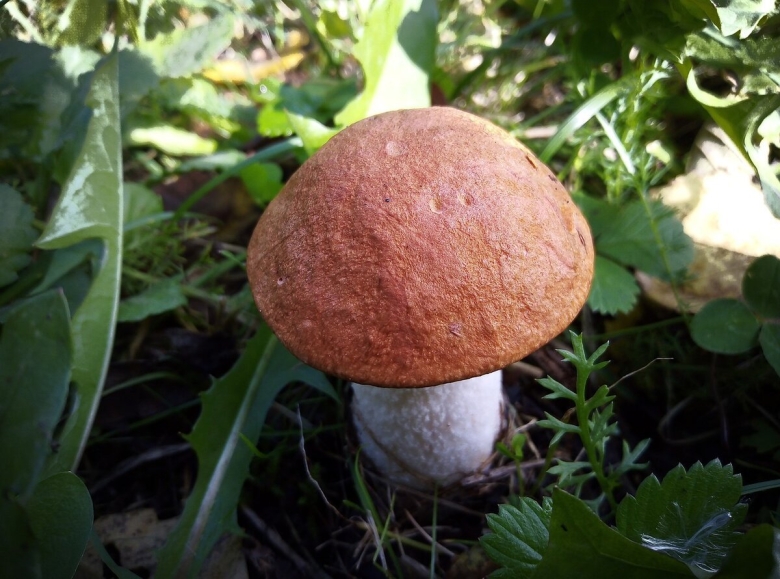 Подосиновик красноголовик