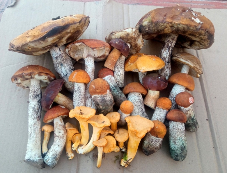 Рекордный урожай грибов фото