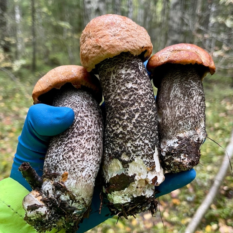 Гриб подосиновик