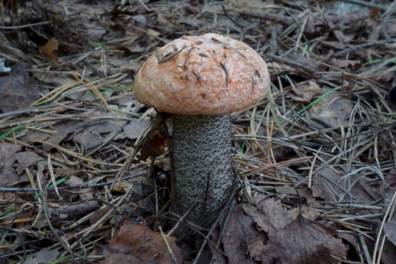 Боровик альбинос