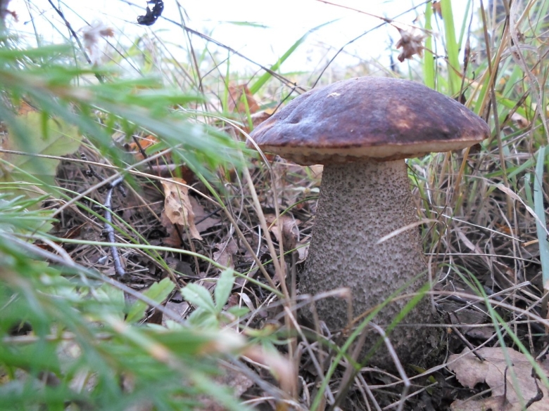 Подосиновик твердоватый