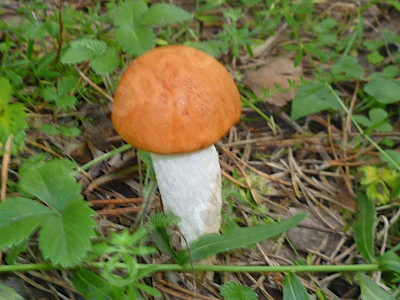 Гриб с оранжевой шляпкой