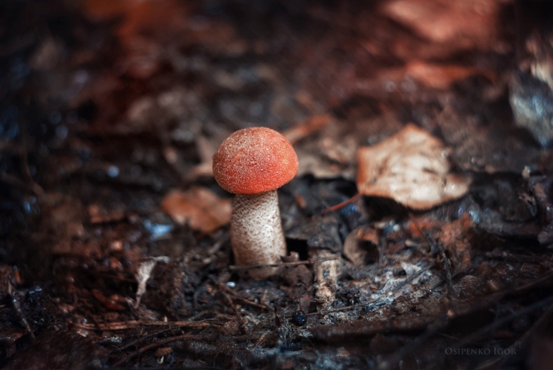 Подосиновик красноголовик