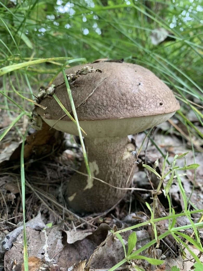 Подберёзовик обыкновенный