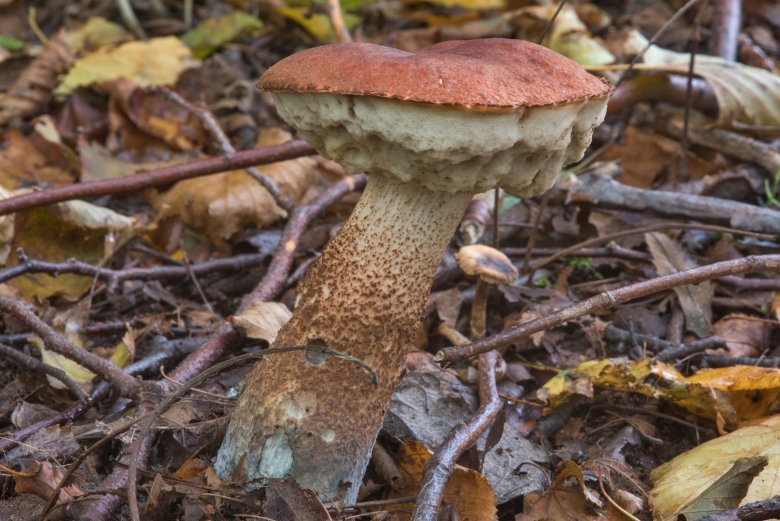 Гриб красноголовик