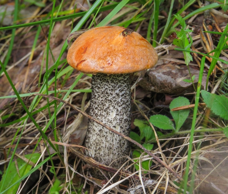 Подосиновик красный